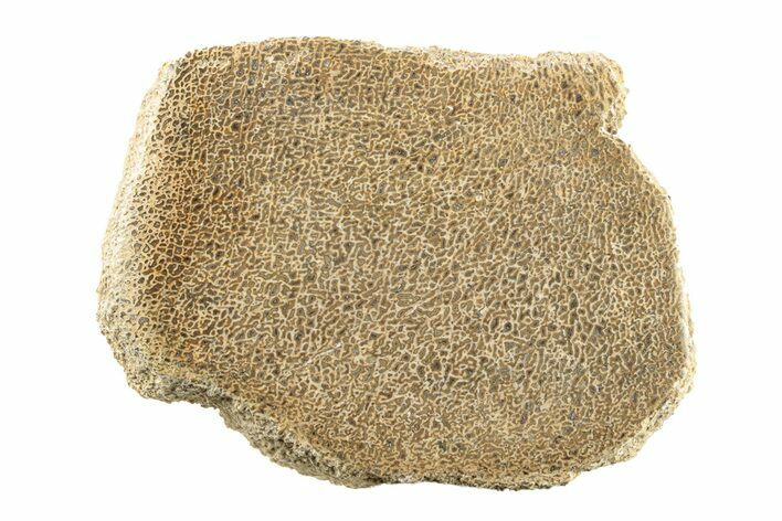 Polished Dinosaur Bone (Gembone) Slab - Morocco #271426